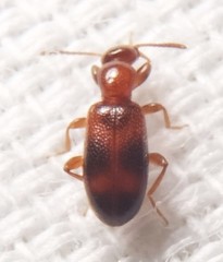 Vacusus vicinus