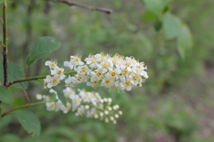 Prunus virginiana virginiana