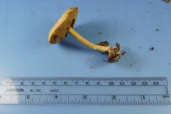 Leccinellum albellum