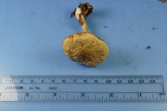 Leccinellum albellum