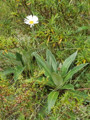 Celmisia verbascifolia