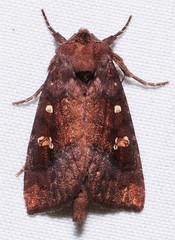 Parapamea buffaloensis