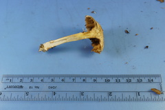 Leccinellum albellum