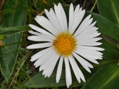 Celmisia verbascifolia