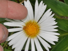 Celmisia verbascifolia