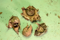 Geastrum morganii