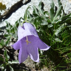 Campanula alpestris
