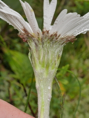 Celmisia verbascifolia