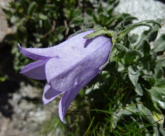 Campanula alpestris