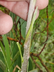 Celmisia verbascifolia