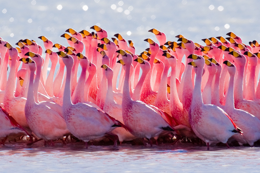 James's Flamingo