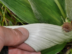 Celmisia verbascifolia
