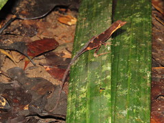 Anolis chrysolepis