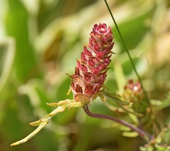 Prunella laciniata