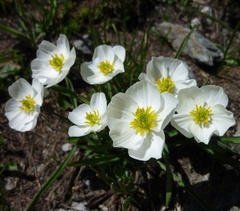 Ranunculus kuepferi