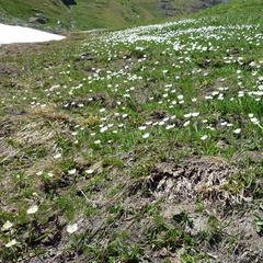 Ranunculus kuepferi
