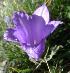 Campanula alpestris