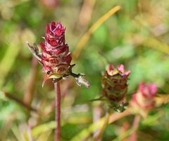 Prunella laciniata