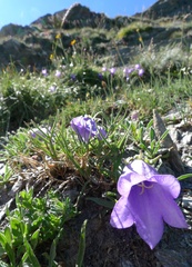 Campanula alpestris