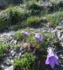 Campanula alpestris