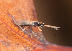 Exallonyx
