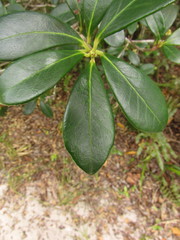 Ternstroemia brasiliensis