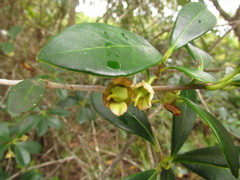 Ternstroemia brasiliensis