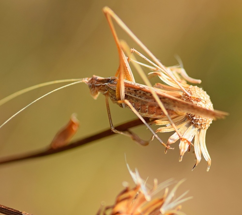 Lily Bush-cricket photo 4