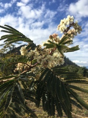 Acaciella