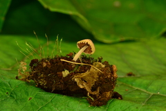 Melanophyllum haematospermum