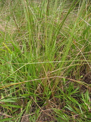 Fimbristylis spadicea