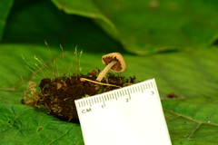 Melanophyllum haematospermum