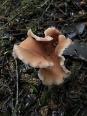 Laccaria nobilis
