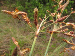 Fimbristylis spadicea