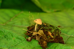 Melanophyllum haematospermum