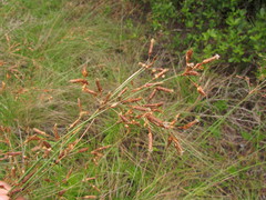 Fimbristylis spadicea
