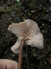 Laccaria nobilis