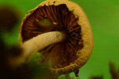 Melanophyllum haematospermum