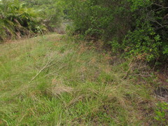 Fimbristylis spadicea