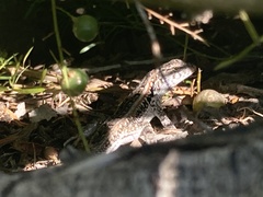 Liolaemus wiegmannii