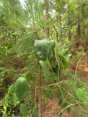 Temnadenia odorifera