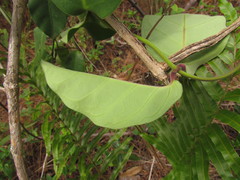 Temnadenia odorifera