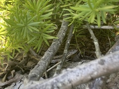 Liolaemus wiegmannii