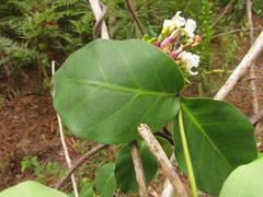 Temnadenia odorifera