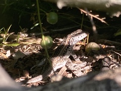 Liolaemus wiegmannii