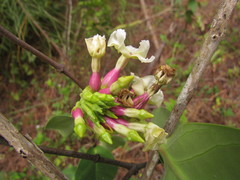 Temnadenia odorifera