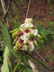 Temnadenia odorifera