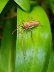 Ochrocydus huttoni