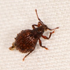 Myosides seriehispidus