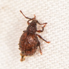 Myosides seriehispidus